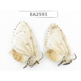 Moths sp. China, Inner Mongolia, Hulunbeier, Mt.Daxinganling. 2Pcs. EA2593.