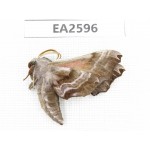 Sphingidae sp. China, Inner Mongolia, Hulunbeier, Mt.Daxinganling.1Pcs. EA2596.