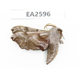 Sphingidae sp. China, Inner Mongolia, Hulunbeier, Mt.Daxinganling.1Pcs. EA2596.