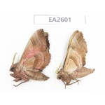 Sphingidae sp. China, Inner Mongolia, Hulunbeier, Mt.Daxinganling. 2Pcs. EA2601.