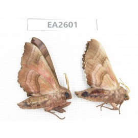 Sphingidae sp. China, Inner Mongolia, Hulunbeier, Mt.Daxinganling. 2Pcs. EA2601.