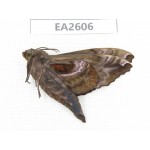 Sphingidae sp. China, Inner Mongolia, Hulunbeier, Mt.Daxinganling. 1Pcs. EA2606.