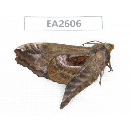 Sphingidae sp. China, Inner Mongolia, Hulunbeier, Mt.Daxinganling. 1Pcs. EA2606.