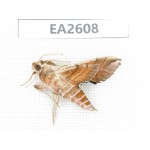 Sphingidae sp. China, Inner Mongolia, Hulunbeier, Mt.Daxinganling. 1Pcs. EA2608.