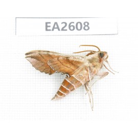 Sphingidae sp. China, Inner Mongolia, Hulunbeier, Mt.Daxinganling. 1Pcs. EA2608.