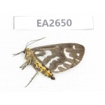 Day flying moths sp. China, SE of Guizhou, Mt.Leigongshan. 1Pcs. EA2650.