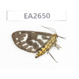 Day flying moths sp. China, SE of Guizhou, Mt.Leigongshan. 1Pcs. EA2650.