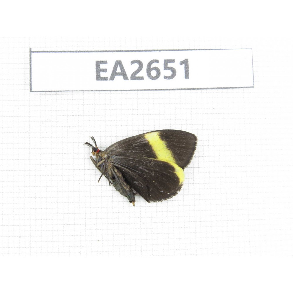Day flying moths sp. China, SE of Guizhou, Mt.Leigongshan. 1Pcs. EA2651.