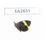 Day flying moths sp. China, SE of Guizhou, Mt.Leigongshan. 1Pcs. EA2651.