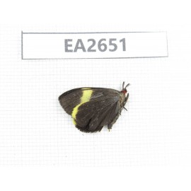 Day flying moths sp. China, SE of Guizhou, Mt.Leigongshan. 1Pcs. EA2651.
