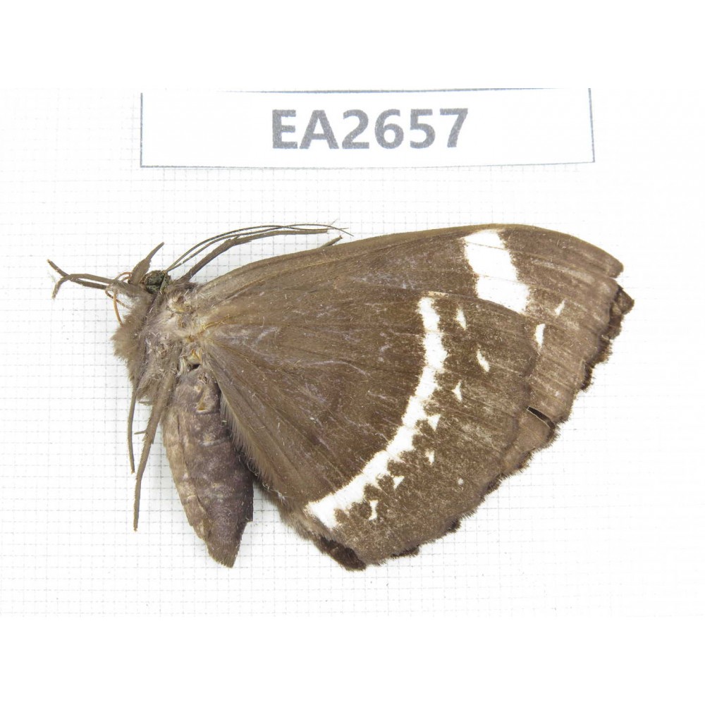 Noctuidae sp. China, SE of Guizhou, Mt.Leigongshan.1Pcs. EA2657.