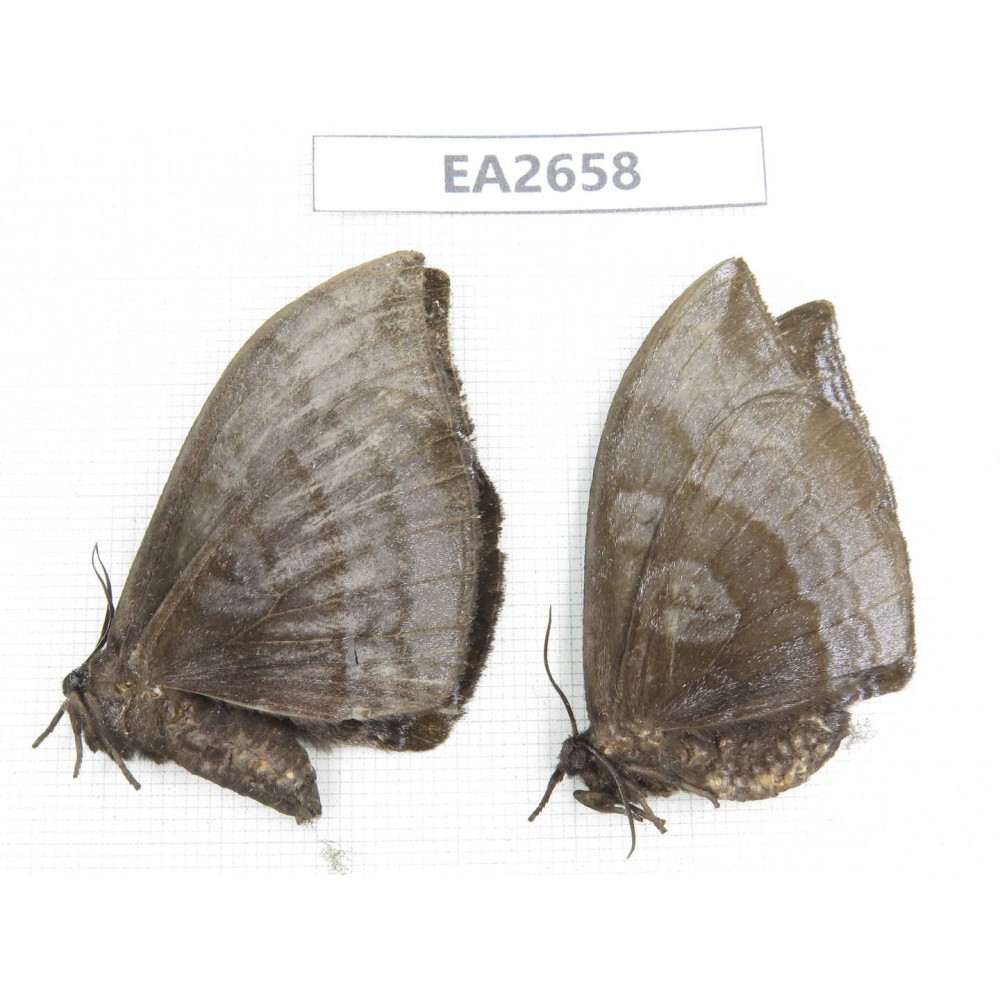 Noctuidae sp. China, SE of Guizhou, Mt.Leigongshan.2Pcs. EA2658.