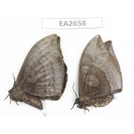 Noctuidae sp. China, SE of Guizhou, Mt.Leigongshan.2Pcs. EA2658.