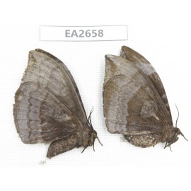 Noctuidae sp. China, SE of Guizhou, Mt.Leigongshan.2Pcs. EA2658.
