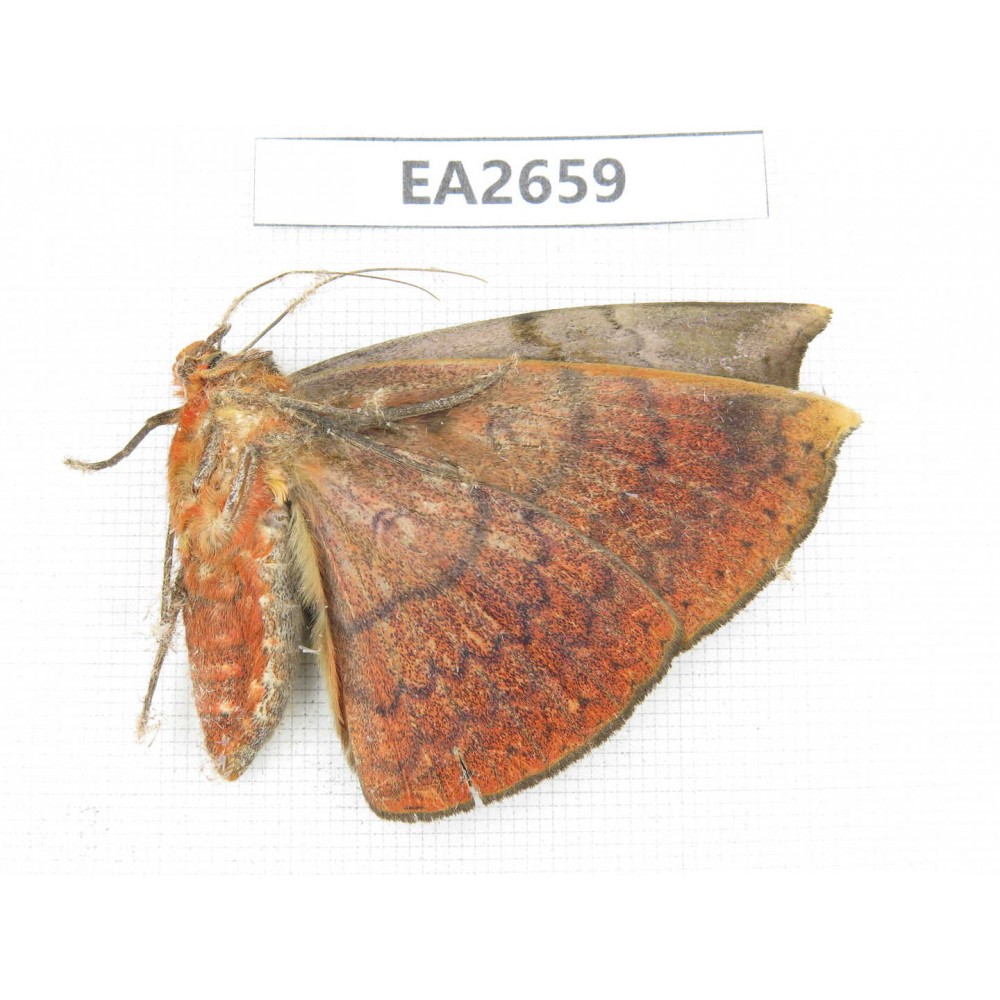 Noctuidae sp. China, SE of Guizhou, Mt.Leigongshan.1Pcs. EA2659.