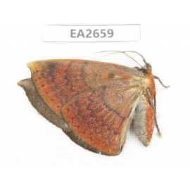 Noctuidae sp. China, SE of Guizhou, Mt.Leigongshan.1Pcs. EA2659.