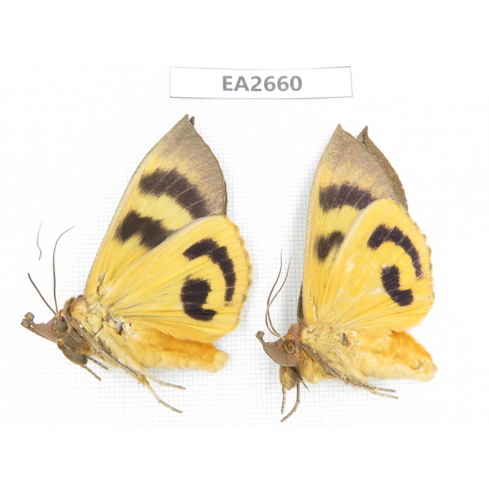 Noctuidae sp. China, SE of Guizhou, Mt.Leigongshan.2Pcs. EA2660.