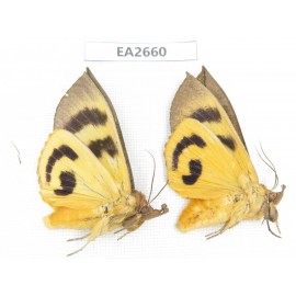 Noctuidae sp. China, SE of Guizhou, Mt.Leigongshan.2Pcs. EA2660.