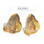Moths sp. China,  SE of Guizhou, Mt.Leigongshan. 2Pcs. EA2661.