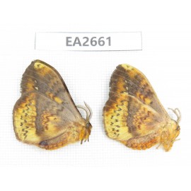 Moths sp. China,  SE of Guizhou, Mt.Leigongshan. 2Pcs. EA2661.