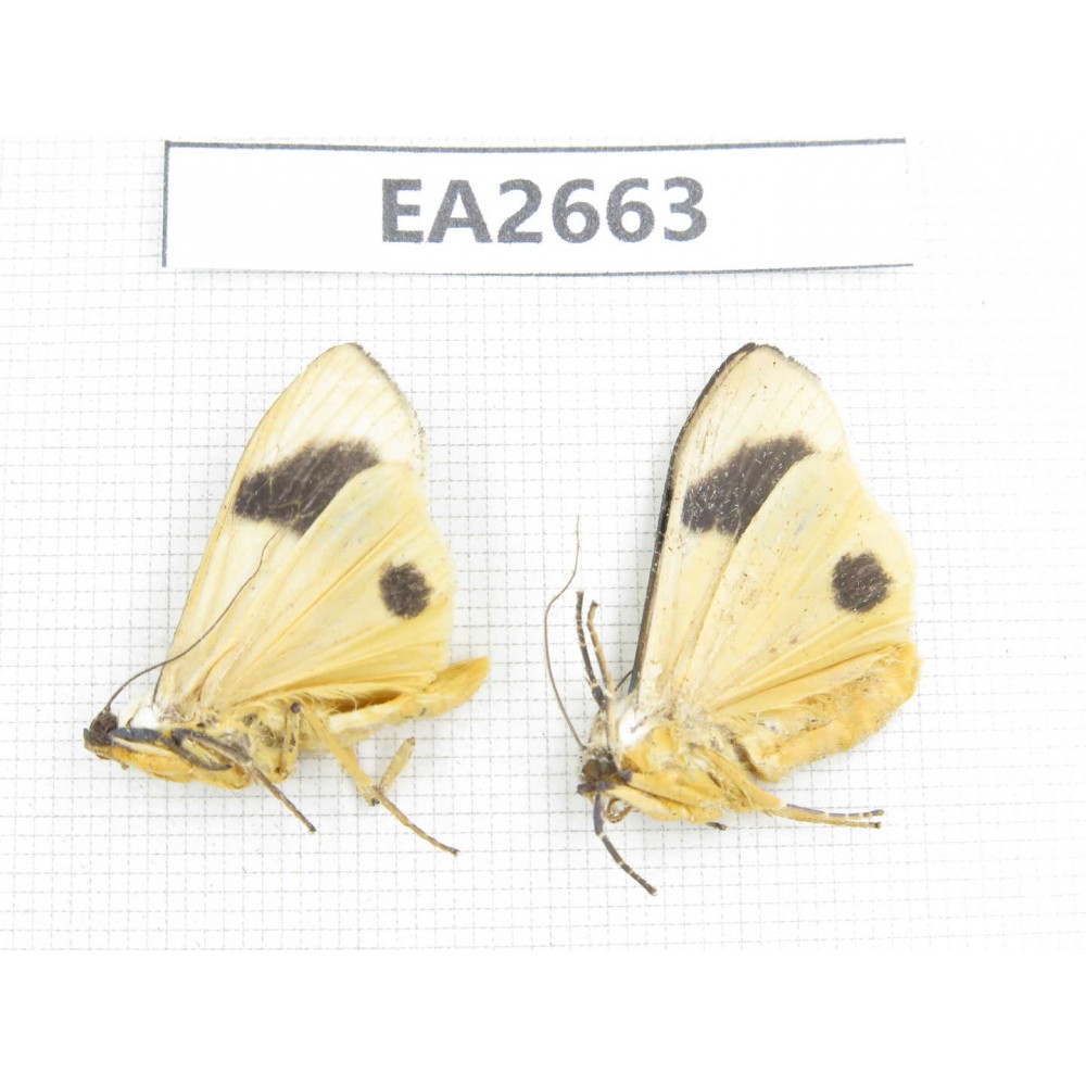 Arctiidae sp. China, SE of Guizhou, Mt.Leigongshan. 2Pcs. EA2663.