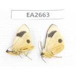Arctiidae sp. China, SE of Guizhou, Mt.Leigongshan. 2Pcs. EA2663.