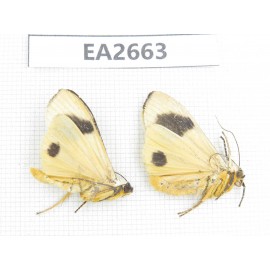 Arctiidae sp. China, SE of Guizhou, Mt.Leigongshan. 2Pcs. EA2663.