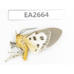 Arctiidae sp. China, SE of Guizhou, Mt.Leigongshan. 1Pcs. EA2664.