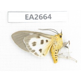 Arctiidae sp. China, SE of Guizhou, Mt.Leigongshan. 1Pcs. EA2664.