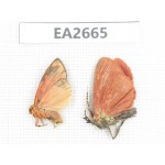 Moths sp. China,  SE of Guizhou, Mt.Leigongshan. 2Pcs. EA2665.
