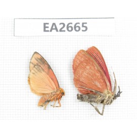 Moths sp. China,  SE of Guizhou, Mt.Leigongshan. 2Pcs. EA2665.
