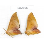 Sphingidae sp. China,  SE of Guizhou, Mt.Leigongshan.1Pcs. EA2666.