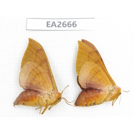 Sphingidae sp. China,  SE of Guizhou, Mt.Leigongshan.1Pcs. EA2666.
