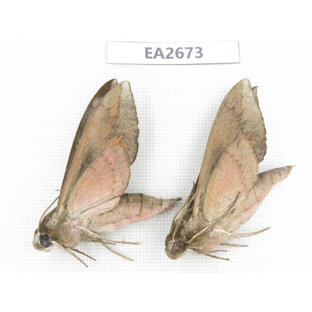 Sphingidae sp. China,  SE of Guizhou, Mt.Leigongshan. 2Pcs. EA2673.