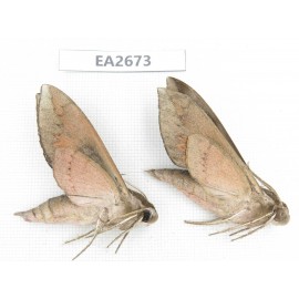 Sphingidae sp. China,  SE of Guizhou, Mt.Leigongshan. 2Pcs. EA2673.