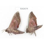 Sphingidae sp. China,  SE of Guizhou, Mt.Leigongshan. 2Pcs. EA2674.