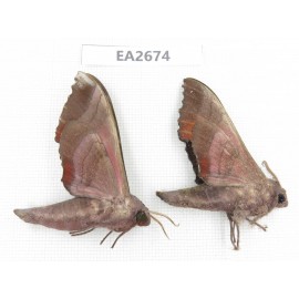 Sphingidae sp. China,  SE of Guizhou, Mt.Leigongshan. 2Pcs. EA2674.