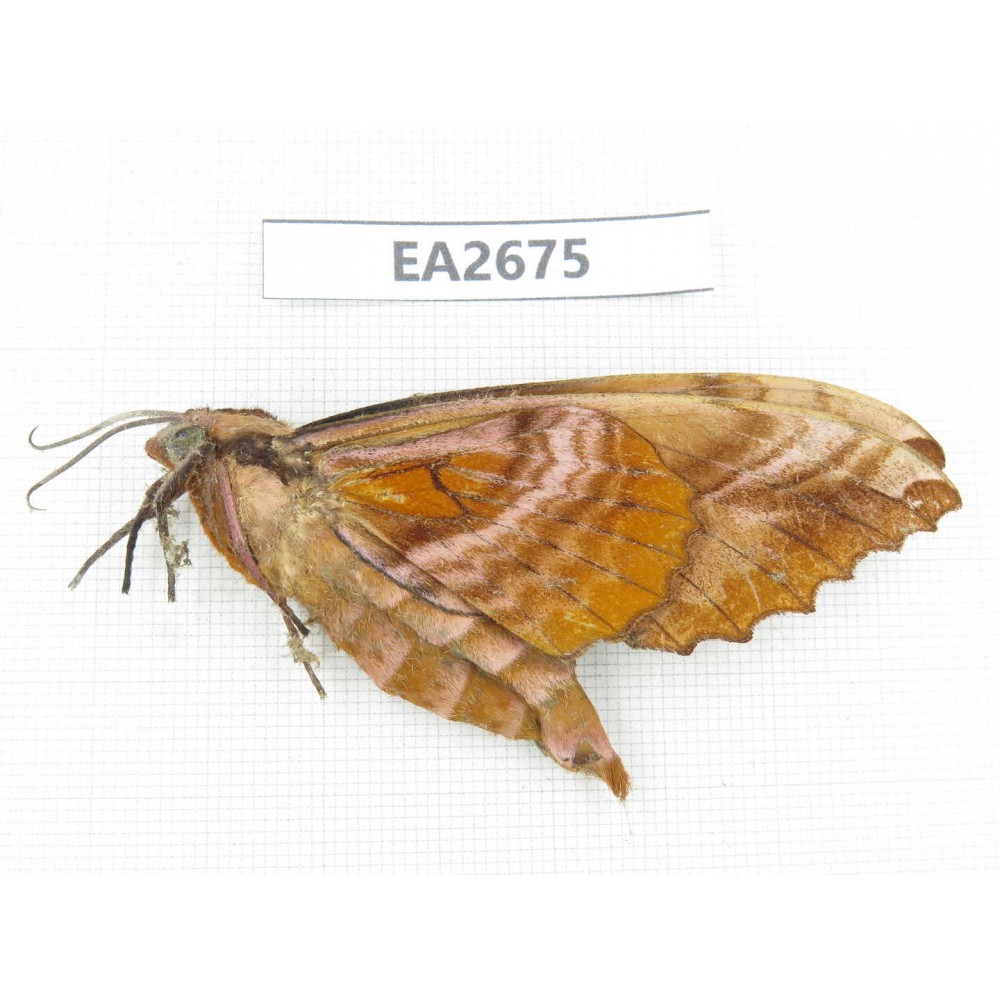 Sphingidae sp. China,  SE of Guizhou, Mt.Leigongshan. 1Pcs. EA2675.