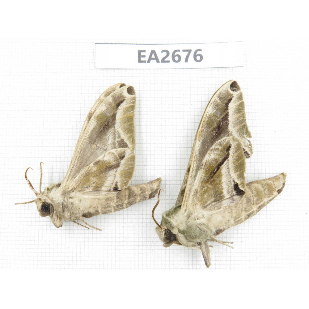 Sphingidae sp. China,  SE of Guizhou, Mt.Leigongshan. 2Pcs. EA2676.