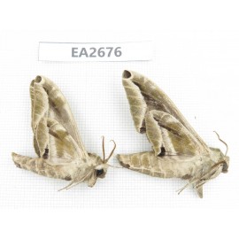 Sphingidae sp. China,  SE of Guizhou, Mt.Leigongshan. 2Pcs. EA2676.