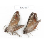 Sphingidae sp. China,  SE of Guizhou, Mt.Leigongshan. 2Pcs. EA2677.