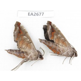 Sphingidae sp. China,  SE of Guizhou, Mt.Leigongshan. 2Pcs. EA2677.