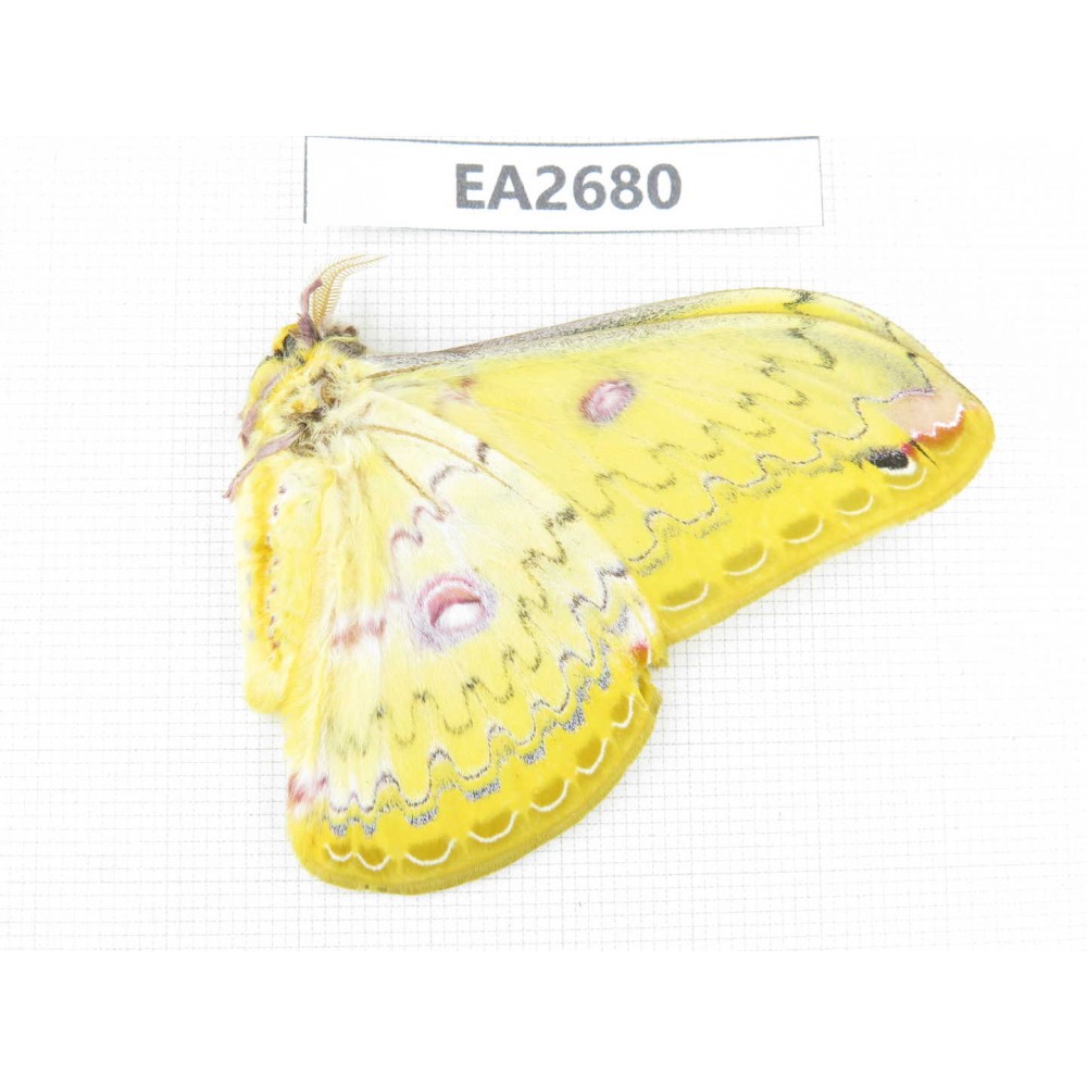 Saturniidae sp. China, SE of Guizhou, Mt.Leigongshan. 1Pcs. EA2680.