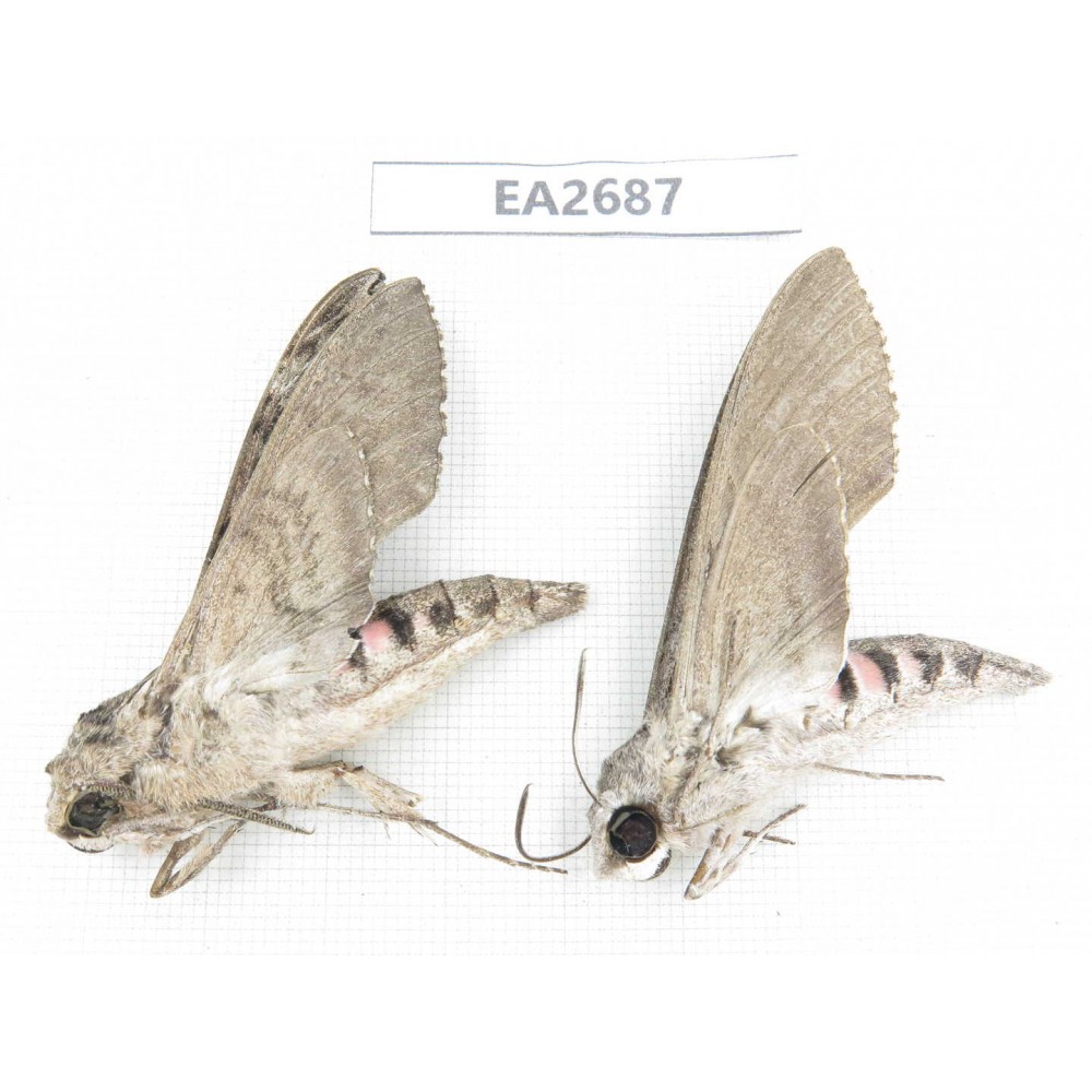 Sphingidae sp. China,  Sichuan, Aba area, Lixian county. 2Pcs. EA2687.