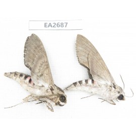 Sphingidae sp. China,  Sichuan, Aba area, Lixian county. 2Pcs. EA2687.