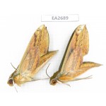 Sphingidae sp. China,  Guangxi, Chongzuo area, Longzhou county. 2Pcs. EA2689.