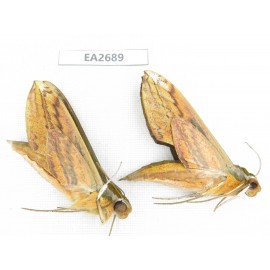 Sphingidae sp. China,  Guangxi, Chongzuo area, Longzhou county. 2Pcs. EA2689.