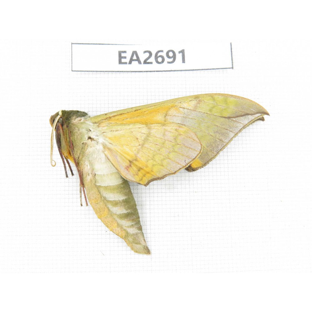 Sphingidae sp. China,  Guangxi, Chongzuo area, Longzhou county. 1Pcs. EA2691.