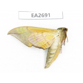 Sphingidae sp. China,  Guangxi, Chongzuo area, Longzhou county. 1Pcs. EA2691.