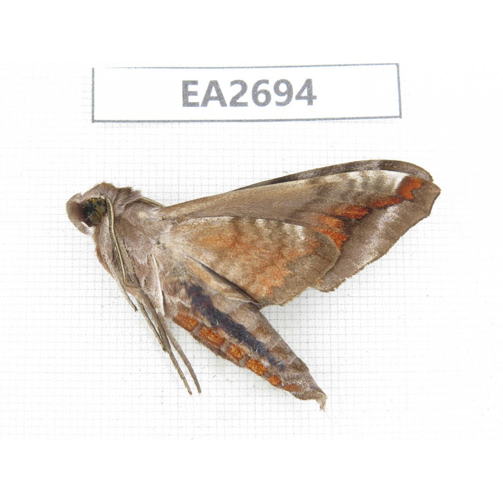 Sphingidae sp. China,  Guangxi, Chongzuo area, Longzhou county. 1Pcs. EA2694.